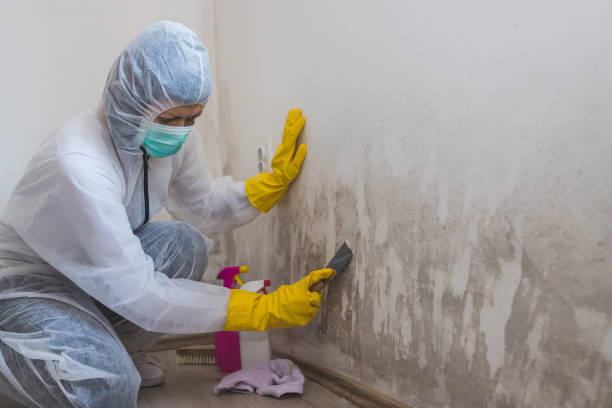 Best Environmental Consulting for Mold Prevention  in Ruthers, CA